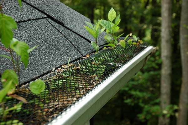 gutter with wire mesh gutter screen that has a lot of leaves and debris that penetrated through the screen and is now growing tree saplings from inside the gutter and through the screen openings